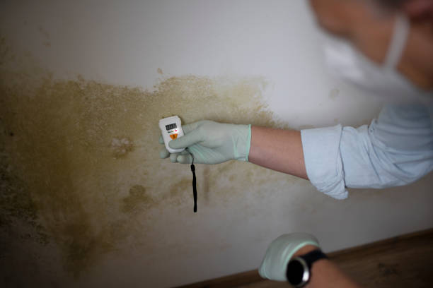 Best Insurance-Related Mold Remediation in Oakland, NE