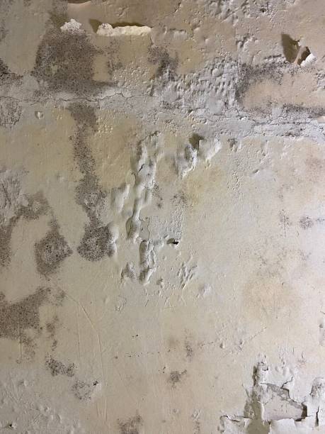 Best Bathroom Mold Remediation in Oakland, NE