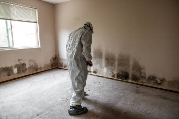 Best Residential Mold Remediation in Oakland, NE