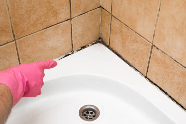 Best Industrial Mold Remediation in Oakland, NE
